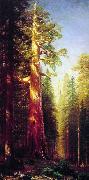 Albert Bierstadt The Great Trees, Mariposa Grove, California USA oil painting artist